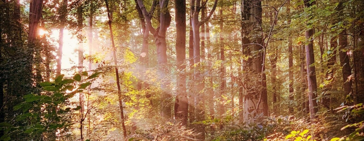 Forest Bathing | August 2